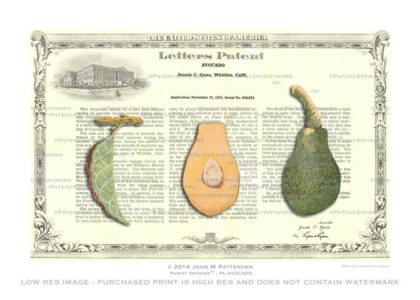 Plant - Avocado Patent Artwork Print