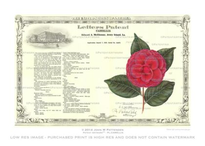 Plant - Camellia Patent Artwork Print