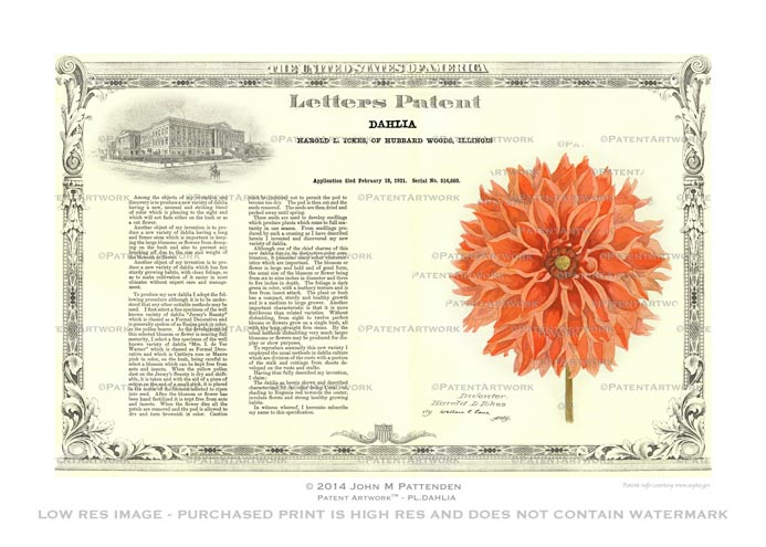 Plant - Dahlia Patent Artwork Print