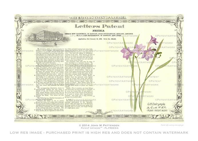 Plant - Freesia Patent Artwork Print