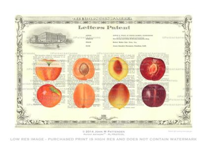Plant - Fruit Collage Apple Apricot Peach Plum Patent Artwork Print