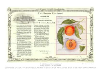Plant - Nectarine Tree Patent Artwork Print