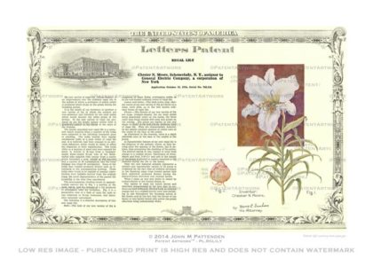 Plant - Regal Lily Patent Artwork Print