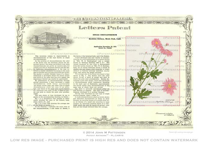 Plant - Single Chrysanthemum Patent Artwork Print