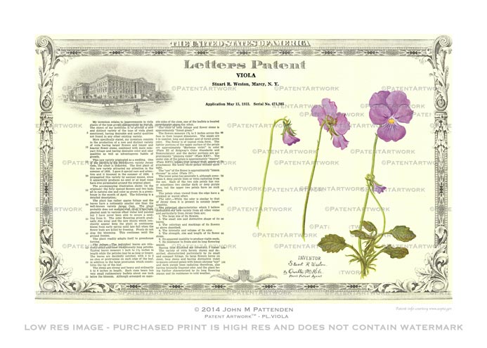 Plant - Viola Patent Artwork Print